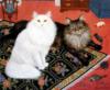 Схема вышивки «Кошки на ковре»