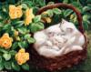 Белые котята,желтые  розы: оригинал