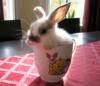 Кролик в чашке: оригинал
