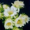 Схема вышивки «Подушка - белые цветы»