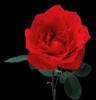 Роза красная: оригинал