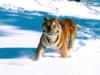 Тигр на снегу: оригинал