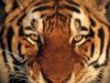 Схема вышивки «Тигр оригинал»