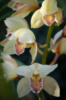 Схема вышивки «Орхидея 004»