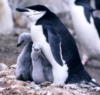 Схема вышивки «Антарктический пингвин»
