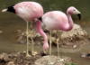 Пара Андских фламинго: оригинал
