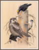 Птицы от William Zimmerman: оригинал