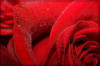 Красная роза: оригинал