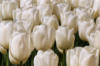 Схема вышивки «Поле тюльпанов»