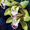 Схема вышивки «Подушка "орхидея"»
