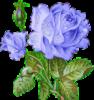Схема вышивки «Розы голубые»