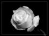 Белая роза: оригинал