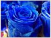 Схема вышивки «Синие розы»