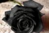 Схема вышивки «Чёрная роза»