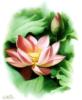зенг ксиао лиан - цветы: оригинал