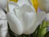 White tulip: оригинал