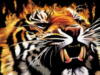 Огненный тигр: оригинал