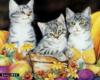 Схема вышивки «Три милых котенка»