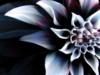 Схема вышивки «Dark Flower Abstract»