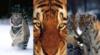 Схема вышивки «3в1 тигры»