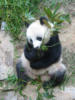 Панда с бамбуком: оригинал