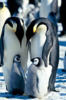 Схема вышивки «Penguin Family»