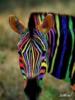 Разноцветная зебра: оригинал