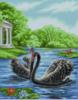 Черные лебеди на пруду: оригинал