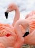 Схема вышивки «Розовый фламинго »
