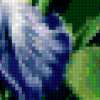 Golubye irisy: предпросмотр