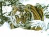 Тигр в снежном лесу: оригинал