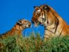 Тигрица и ее детёныш: оригинал