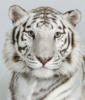Схема вышивки «Мой тигр»