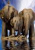 Схема вышивки «Слоны на удачу»