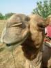 Funny Camel: оригинал