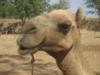 Funny Camel Face: оригинал