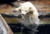 Polar Bear Cub in Water: оригинал