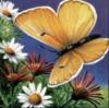 Схема вышивки «Бабочка над цветами»