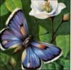 Схема вышивки «Бабочка и цветок»