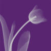 Modern Decoration - Tulip: оригинал