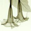 Схема вышивки «Modern Decoration - Datura»
