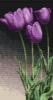 Схема вышивки «Лиловые тюльпаны»