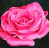 Схема вышивки «Прекрасная Роза»