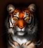 Амурский тигр: оригинал