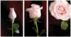 Pink Roses Triptych: оригинал