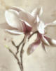 Схема вышивки «Pink Magnolia»