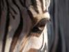 Схема вышивки «Zebra Eye Photo»