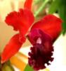 Схема вышивки «Красная орхидея»