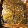 Схема вышивки «Осенний лес»