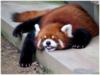 Спящая панда: оригинал